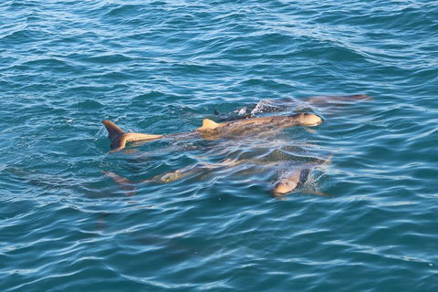 Roebuck Bay Snubfin Dolphin Cruise - Attractions Sydney 0