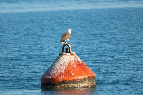 Roebuck Bay Snubfin Dolphin Cruise - Attractions Sydney 1