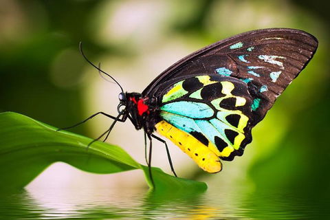 Australian Butterfly Sanctuary - Attractions Sydney 4