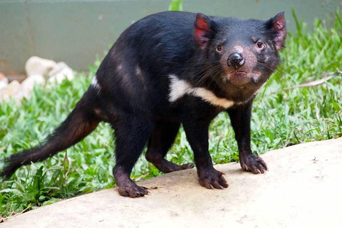 Kuranda Highlights Including Rainforestation Aboriginal Culture And Wildlife - Attractions Sydney 3