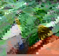 Australian Butterfly Sanctuary- Virtual Interactive Tour With Private Guide - Attractions Sydney