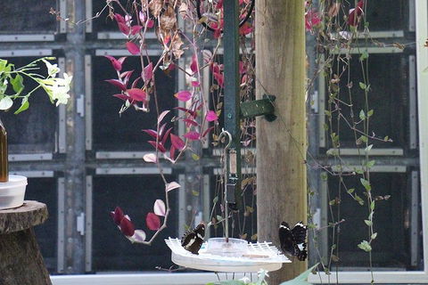 Australian Butterfly Sanctuary- Virtual Interactive Tour With Private Guide - Attractions Sydney 1