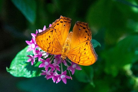 Australian Butterfly Sanctuary- Virtual Interactive Tour With Private Guide - Attractions Sydney 3