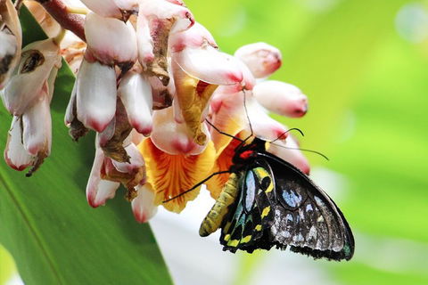Australian Butterfly Sanctuary- Virtual Interactive Tour With Private Guide - Attractions Sydney 5