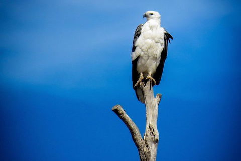 Kangaroo Island 75-Minute Ocean Safari - Attractions Sydney 0