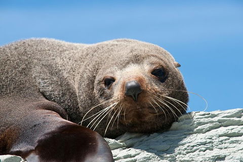 Kangaroo Island 75-Minute Ocean Safari - Attractions Sydney 1