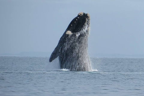 Kangaroo Island 75-Minute Ocean Safari - Attractions Sydney 2