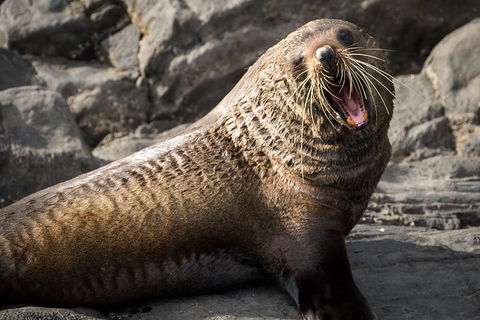 Kangaroo Island 75-Minute Ocean Safari - Attractions Sydney 5