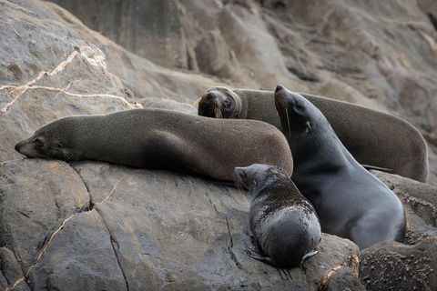 Kangaroo Island Ocean Safari - Snorkeling Safari - Attractions Sydney 0