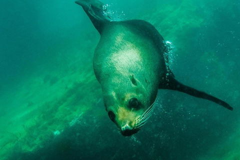 Kangaroo Island Ocean Safari - Snorkeling Safari - Attractions Sydney 1