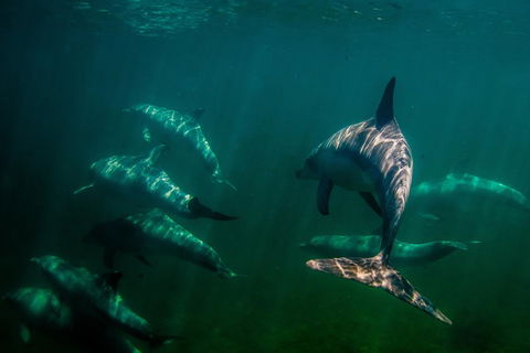 Kangaroo Island Ocean Safari - Snorkeling Safari - Attractions Sydney 2