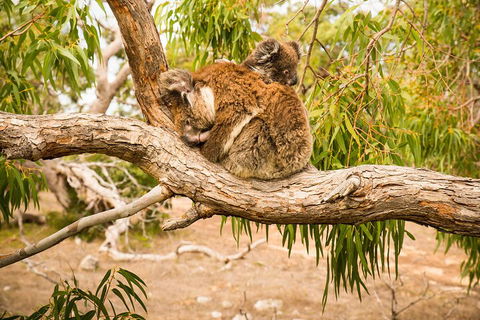 3 Day Port Lincoln And Coffin Bay Private Tour - Attractions Sydney 5