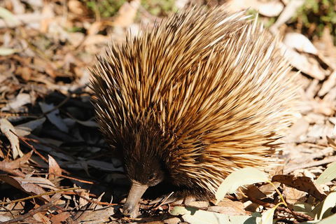 Kangaroo Island In A Day Tour From Adelaide - Attractions Sydney 2