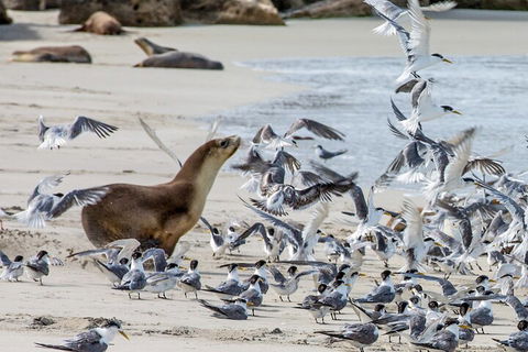 Full-Day Kangaroo Island Experience Departing From Kangaroo Island - Attractions Sydney 1