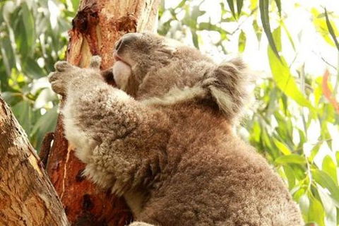 Small-Group Phillip Island Day Trip From Melbourne - Attractions Sydney 0
