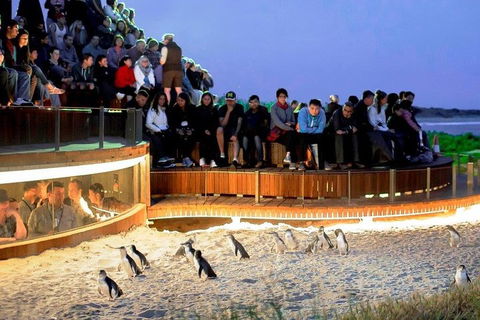Small-Group Phillip Island Day Trip From Melbourne - Attractions Sydney 4