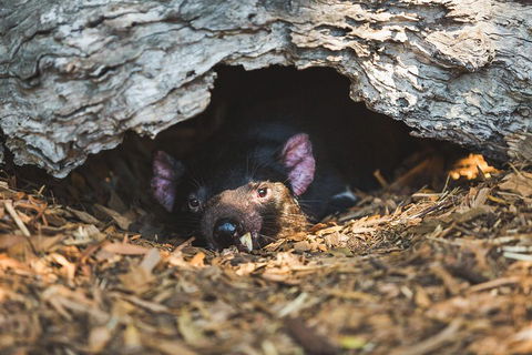Private Tour: Phillip Island, Penguin Parade And Moonlit Sanctuary Conservation Park From Melbourne - Attractions Sydney 0