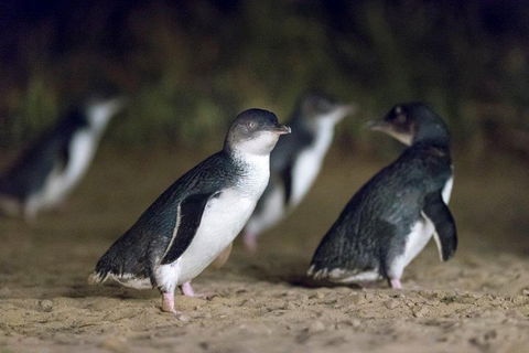 Private Tour: Phillip Island, Penguin Parade And Moonlit Sanctuary Conservation Park From Melbourne - Attractions Sydney 2