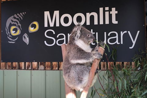 Private Tour: Phillip Island, Penguin Parade And Moonlit Sanctuary Conservation Park From Melbourne - Attractions Sydney 3