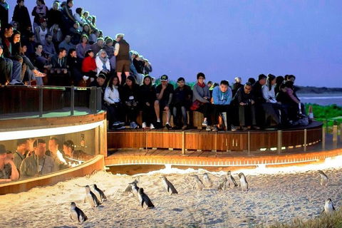 Private Tour: Phillip Island, Penguin Parade And Moonlit Sanctuary Conservation Park From Melbourne - Attractions Sydney 4