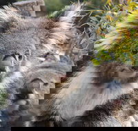 Kuranda Koala Gardens and Birdworld Admission Tickets - Attractions Sydney