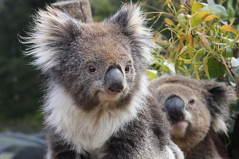 Kuranda Koala Gardens And Birdworld Admission Tickets - Attractions Sydney 0
