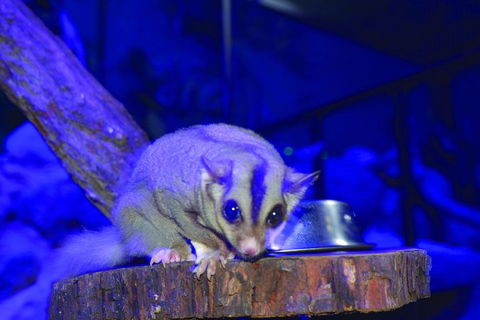 Kuranda Koala Gardens And Birdworld Admission Tickets - Attractions Sydney 1
