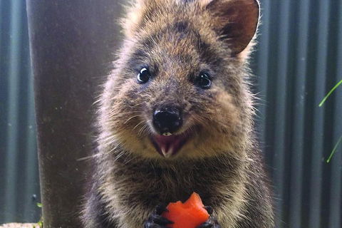 Kuranda Koala Gardens And Birdworld Admission Tickets - Attractions Sydney 2
