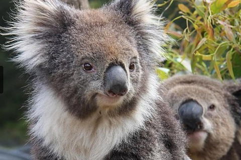 Kuranda Koala Gardens General Entry Ticket - Attractions Sydney 1