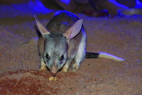 Kuranda Koala Gardens General Entry Ticket - Attractions Sydney 3