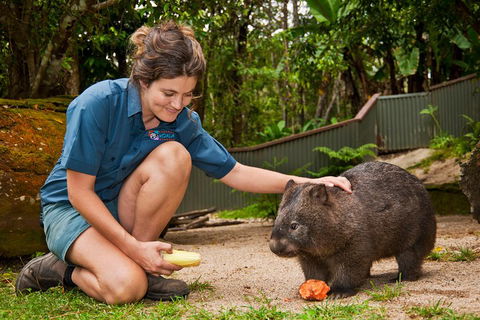 Kuranda Koala Gardens General Entry Ticket - Attractions Sydney 4