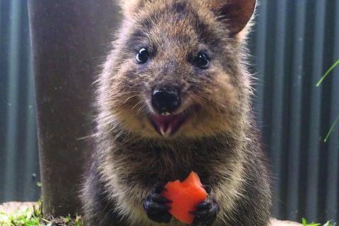 Kuranda Koala Gardens General Entry Ticket - Attractions Sydney 5