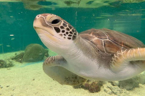 Cairns Aquarium Marine Life Encounter Ticket With 2-Course Lunch - Attractions Sydney 0