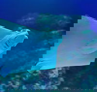 Cairns Aquarium Family Ticket - Attractions Sydney