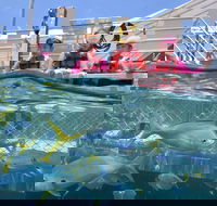 Outer Reef Pontoon Experience from Cairns - Attractions Sydney