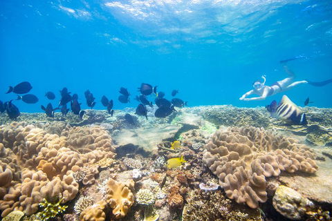 Outer Reef Pontoon Experience From Cairns - Attractions Sydney 4