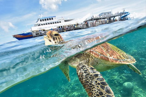 Outer Reef Pontoon Experience From Cairns - Attractions Sydney 5