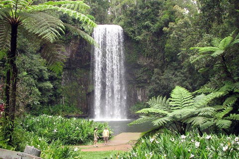 Private Daintree And Cape Tribulation Tour From Port Douglas - Attractions Sydney 0