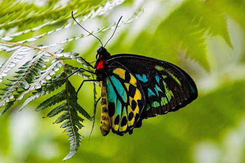 Private Daintree And Cape Tribulation Tour From Port Douglas - Attractions Sydney 2