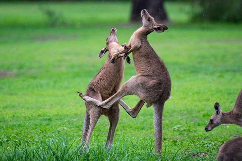 Private Daintree And Cape Tribulation Tour From Port Douglas - Attractions Sydney 4