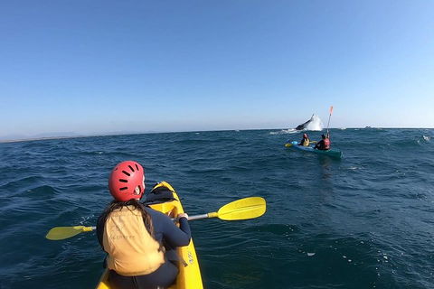 Kayaking With Dolphins In Byron Bay Guided Tour - Attractions Sydney 3