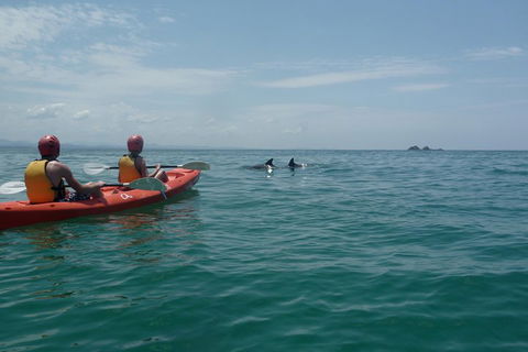 Kayaking With Dolphins In Byron Bay Guided Tour - Attractions Sydney 4