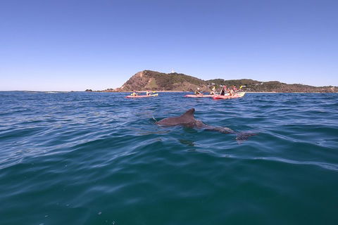 Kayaking With Dolphins In Byron Bay Guided Tour - Attractions Sydney 5