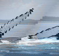 Hervey Bay Whale Watching Cruise - Attractions Sydney