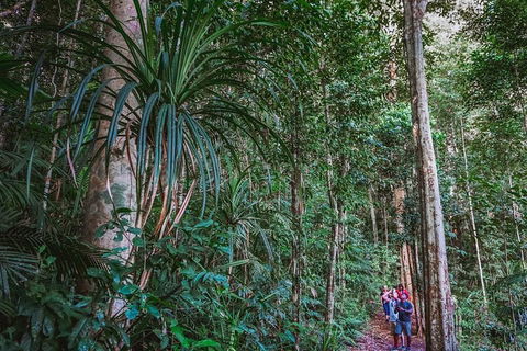 Atherton Tablelands Rain Forest By Night From Cairns - Attractions Sydney 0