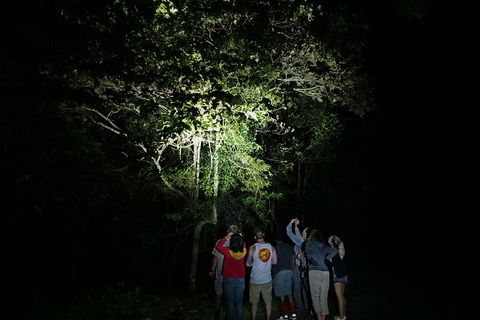Atherton Tablelands Rain Forest By Night From Cairns - Attractions Sydney 2