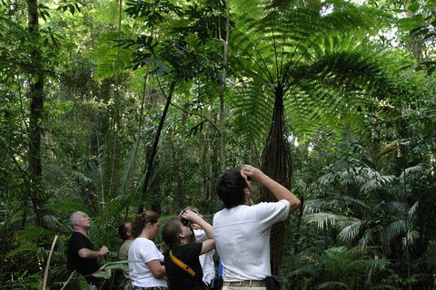 Atherton Tablelands Rain Forest By Night From Cairns - Attractions Sydney 3