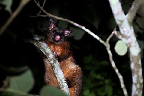 Atherton Tablelands Rain Forest By Night From Cairns - Attractions Sydney 4