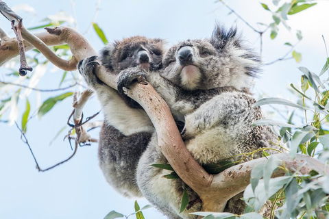 Great Ocean Road And 12 Apostles Day Trip From Melbourne - Attractions Sydney 1