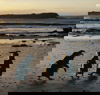 Phillip Island Penguin Parade Day Trip with Koala Conservation Reserve Visit - Attractions Sydney